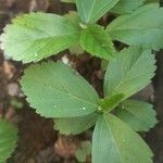 Sida acuta leaf picture by esdras duarte (cc-by-sa)