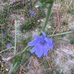 Cichorium pumilum flower picture by Stas Heidi (cc-by-sa)