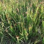 Setaria italica habit picture by Loic Vallée (cc-by-sa)