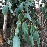 Eucalyptus ovata leaf picture by Gracie Turner (cc-by-sa)