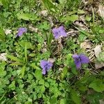 Viola adunca flower picture by Kimberly Newby (cc-by-sa)