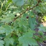 Ribes lacustre fruit picture by Clint Parkhill (cc-by-sa)