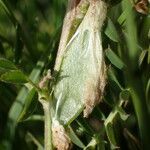 Vicia pannonica fruit picture by Sylvain Piry (cc-by-sa)