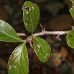 Xylosma horrida leaf picture by Nelson Zamora Villalobos (cc-by-nc)
