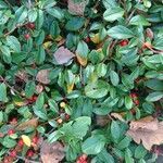 Cotoneaster dammeri leaf picture by Smilla P (cc-by-sa)