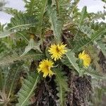 Sonchus hierrensis flower picture by Udo Herkommer (cc-by-sa)