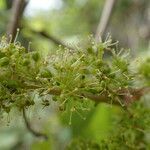 Vitis riparia flower picture by Sylvain Piry (cc-by-sa)