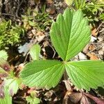 Fragaria chiloensis leaf picture by Daniel Barthelemy (cc-by-nc)