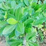 Commiphora madagascariensis leaf picture by mayoge bukapuka (cc-by-sa)