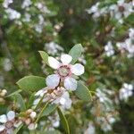 Leptospermum laevigatum flower picture by poopy poopy (cc-by-sa)