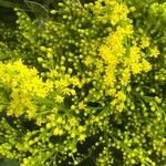 Solidago chilensis flower picture by Diego Alex (cc-by-sa)
