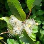 Blepharocalyx salicifolius flower picture by Trap Hers (cc-by-sa)