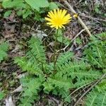 Aposeris foetida habit picture by Laurin Haupt (cc-by-sa)