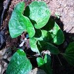 Piper betle leaf picture by Rejitha Stalin (cc-by-sa)