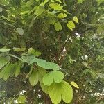 Bauhinia variegata leaf picture by Malleswara Rao Malleswara Rao jubburu (cc-by-sa)