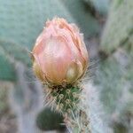 Opuntia leucotricha flower picture by la Torre Àngel (cc-by-sa)