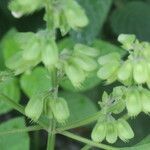 Ocimum campechianum habit picture by Nelson Zamora Villalobos (cc-by-nc)