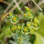 Euphorbia segetalis flower picture by Uxeli (cc-by-sa)