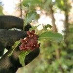 Pittosporum tenuifolium flower picture by charlie rose (cc-by-sa)
