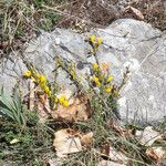 Cytisus decumbens habit picture by Emanuele Santarelli (cc-by-sa)