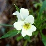 Viola kitaibeliana flower picture by parramon marta (cc-by-sa)