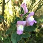 Antirrhinum hispanicum flower picture by Nacho Vega (cc-by-sa)