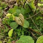 Dioscorea bulbifera leaf picture by ankita s (cc-by-sa)