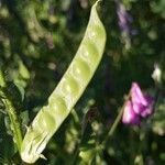 Vicia villosa fruit picture by Sarami (cc-by-sa)