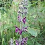 Stachys sylvatica flower picture by Martine (cc-by-sa)
