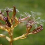 Valeriana apula fruit picture by Llandrich anna (cc-by-sa)