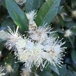 Amomyrtus meli flower picture by Daniel Barthelemy (cc-by-nc)