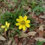 Berlandiera subacaulis flower picture by Leanne Walters (cc-by-sa)
