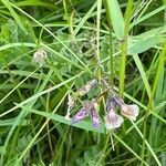 Vicia sepium habit picture by David Hocken (cc-by-sa)