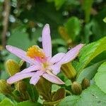 Grewia similis flower picture by susan brown (cc-by-sa)