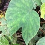 Begonia involucrata leaf picture by Daniel Barthelemy (cc-by-nc)