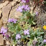 Matthiola tricuspidata habit picture by Sergio costantini (cc-by-sa)