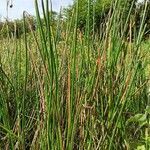Eleocharis elegans leaf picture by Justo Fernanda (cc-by-sa)