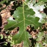 Quercus kelloggii leaf picture by Kevin Coffey (cc-by-sa)