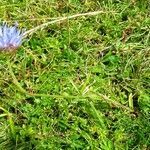 Jasione laevis habit picture by Alain Bigou (cc-by-sa)