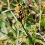 Carex caryophyllea flower picture by Steve Orridge (cc-by-sa)