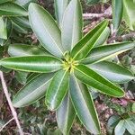 Cerbera manghas leaf picture by Coordination Endemia (cc-by-sa)