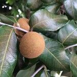 Dimocarpus longan fruit picture by Hugo SANTACREU (cc-by-sa)