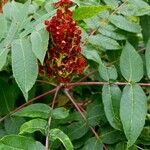 Rhus glabra flower picture by Susan Mene (cc-by-sa)