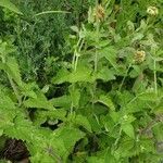Nepeta cataria habit picture by Béatrice Parent (cc-by-sa)