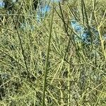 Prosopis kuntzei habit picture by Trap Hers (cc-by-sa)
