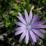 Lactuca perennis flower picture by Roger MATHIEU (cc-by-sa)
