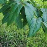 Diospyros virginiana leaf picture by susan mathis (cc-by-sa)