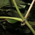 Mucuna holtonii leaf picture by Nelson Zamora Villalobos (cc-by-nc)