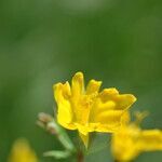 Hypecoum procumbens flower picture by margarida vila (cc-by-sa)