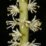 Schoenocaulon officinale flower picture by Nelson Zamora Villalobos (cc-by-nc)
